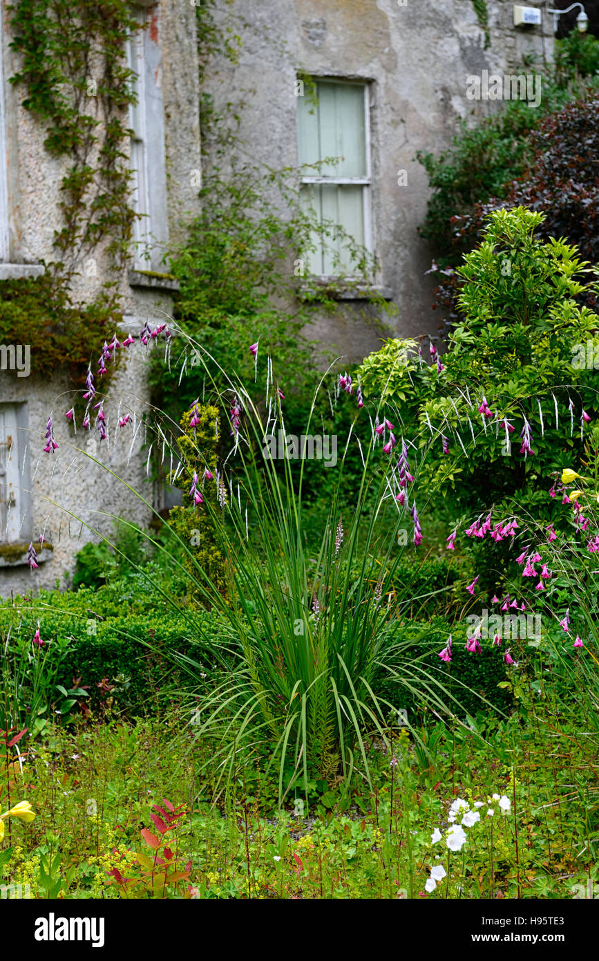 Tigridia pulcherrimum fleur pourpre floraison fleurs vivaces d'été arc-boutement en cascade en forme de cloche suspendue ballant dangly Banque D'Images