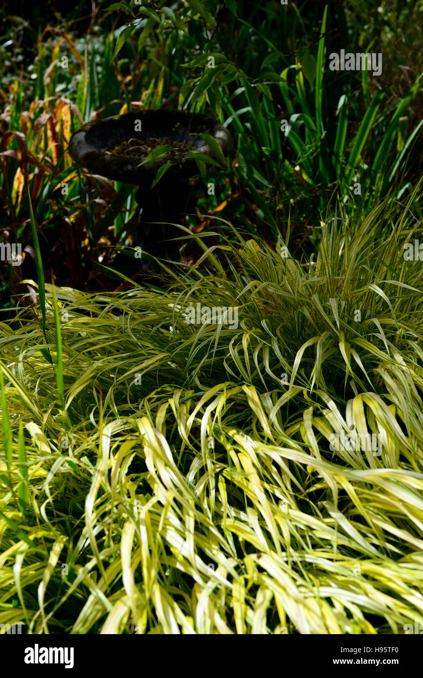 Hakonechloa macra Aureola japonais doré feuillage panaché d'herbes herbe forêt ombre feuilles jardinage jardin ombragé ombragé Banque D'Images