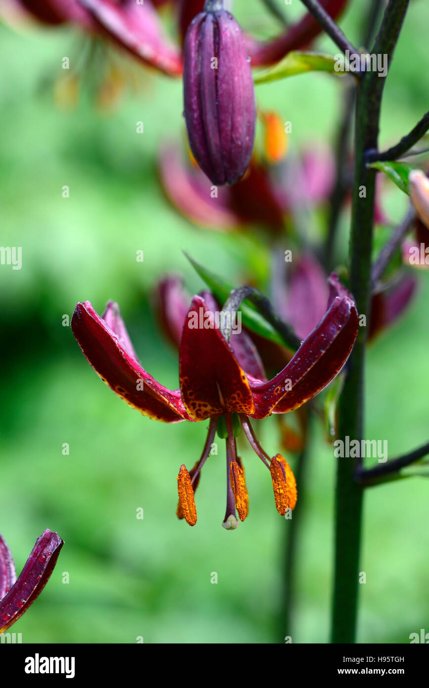 Lilium Martagon Claude Shride lily lillies marron rouge fleur fleurs plantes vivaces de l'ombre d'été ombragé turcs cap Floral RM Banque D'Images