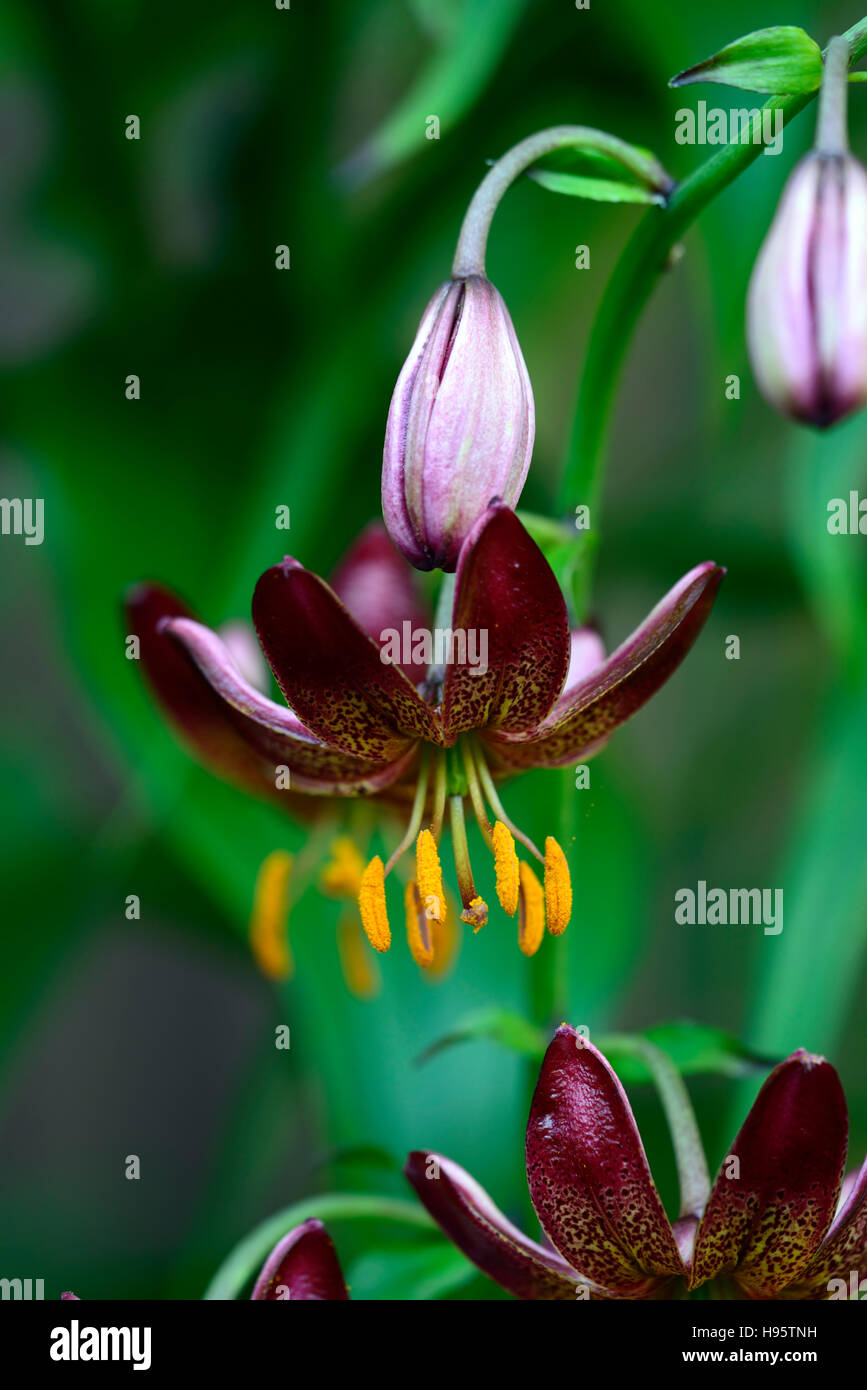 Lilium Martagon Manitoba matin lily lillies rouge fleur fleurs mouchetées ombre vivaces ombragé turcs cap Floral RM Banque D'Images