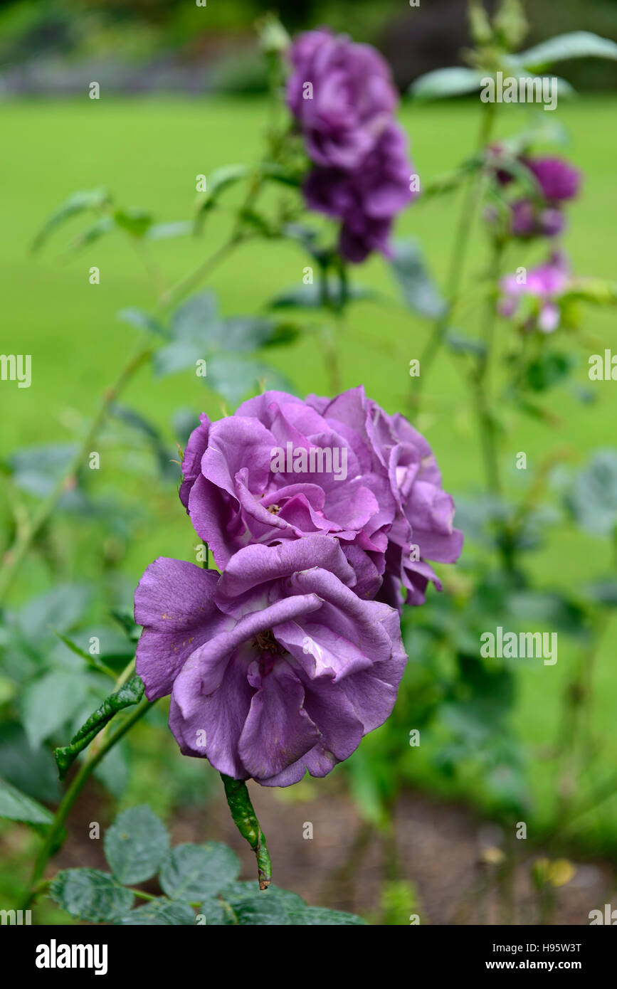 Rosa Rhapsody in Blue frantasia rose fleur pourpre arbuste en fleurs fleurs fleur arbuste florifère Floral RM Banque D'Images