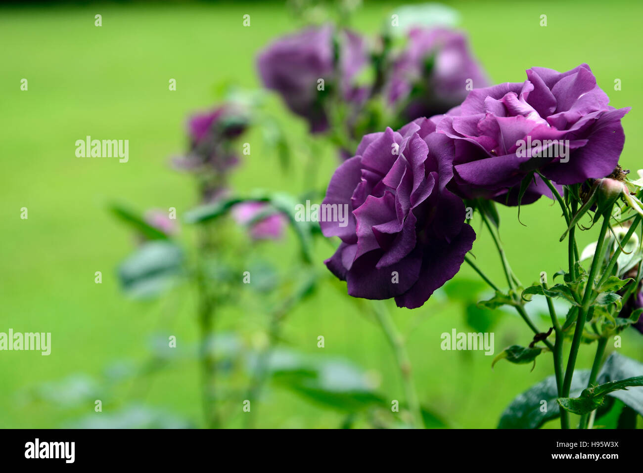 Rosa Rhapsody in Blue frantasia rose fleur pourpre arbuste en fleurs fleurs fleur arbuste florifère Floral RM Banque D'Images