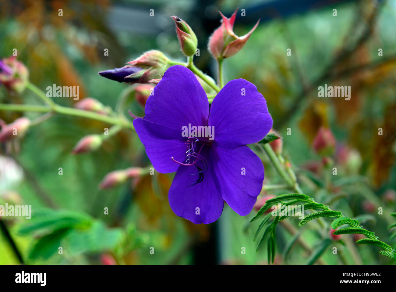 Tibouchina semidecandra floraison bleu azur fleur fleurs fleur princesse urvilleana gloire bush lasiandra Floral RM Banque D'Images