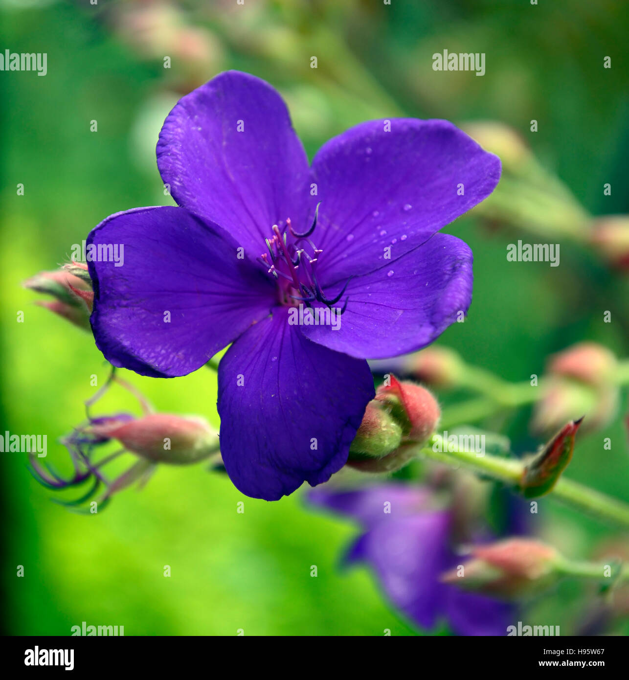 Tibouchina semidecandra floraison bleu azur fleur fleurs fleur princesse urvilleana gloire bush lasiandra Floral RM Banque D'Images