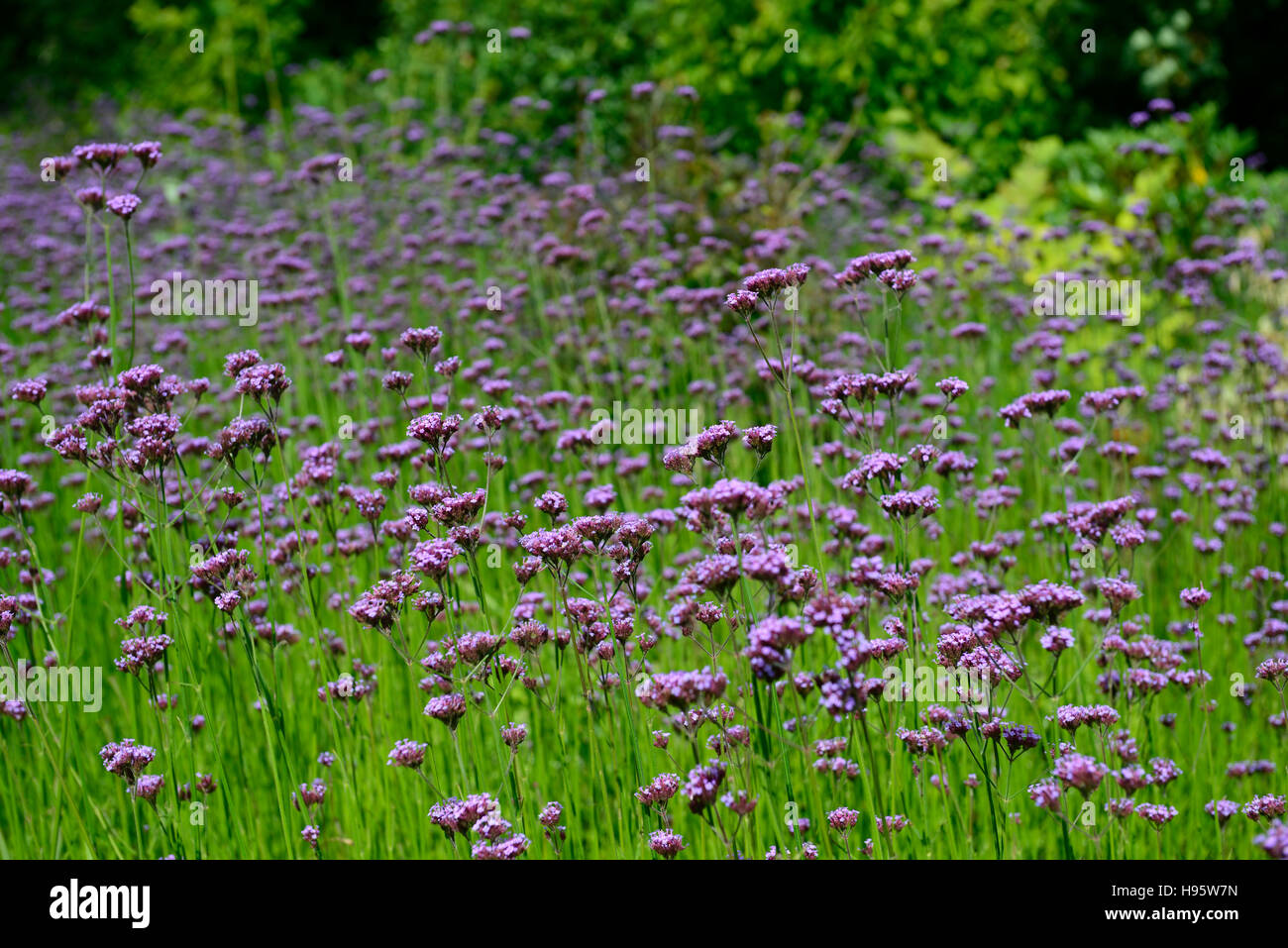 Verbena bonariensis fleur fleurs mauve dérive style plantation des prairies florales RM Banque D'Images