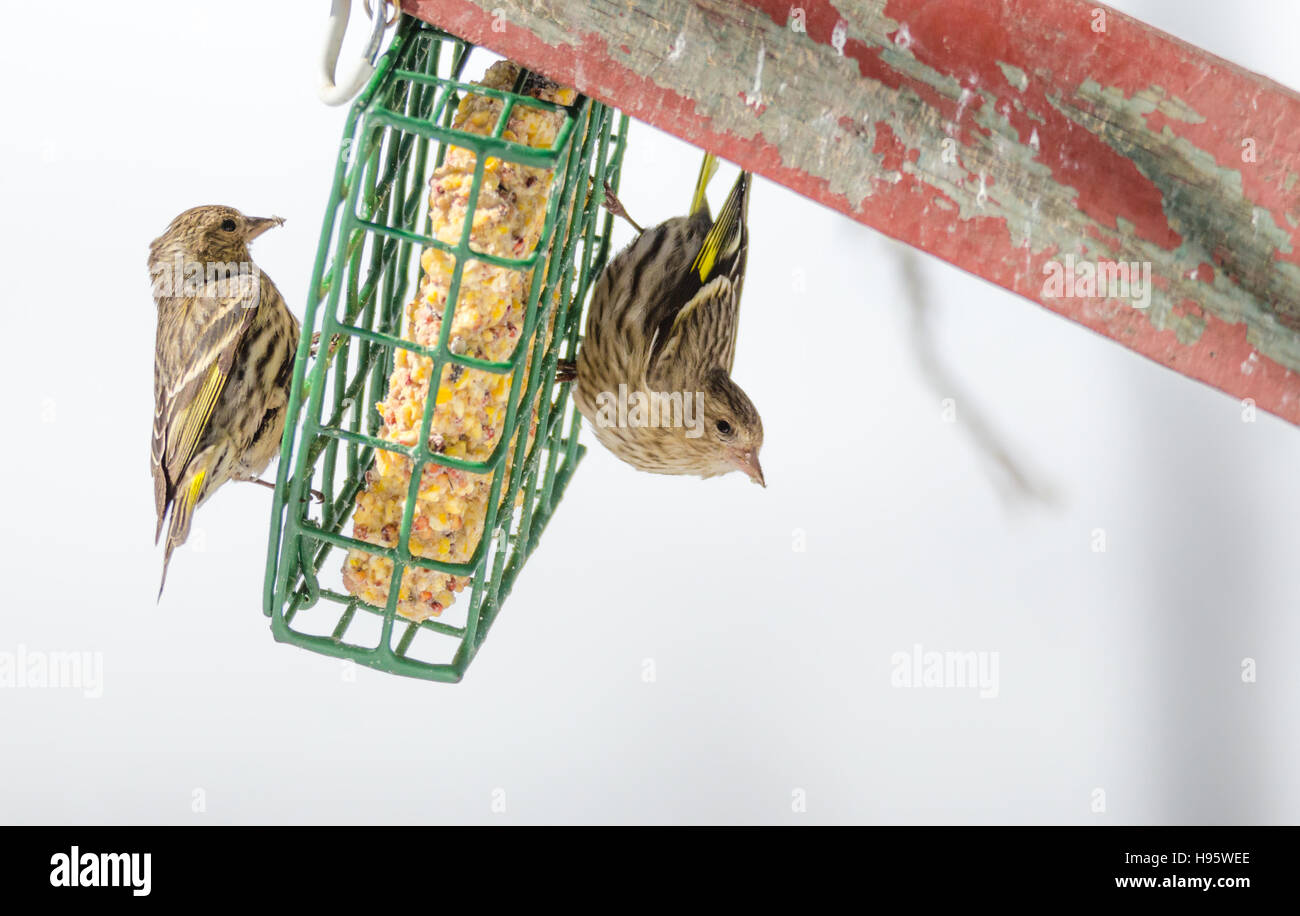 Finch Tarin des pins (Carduelis pinus) - Au printemps, à l'envers sur un convoyeur de rognon. Banque D'Images