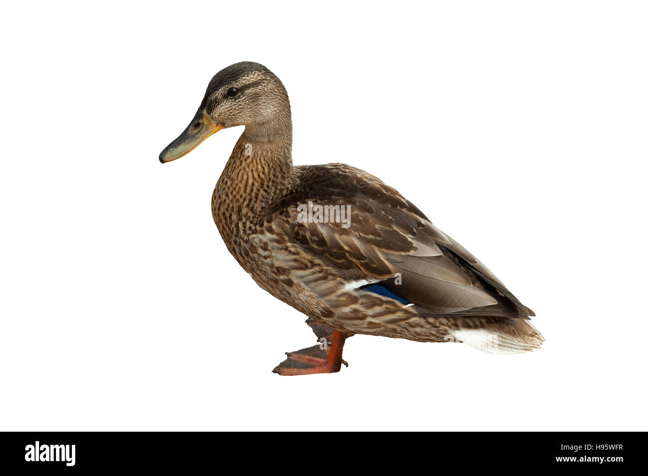 Le canard sauvage (Anas platyrhynchos) sur fond blanc Banque D'Images