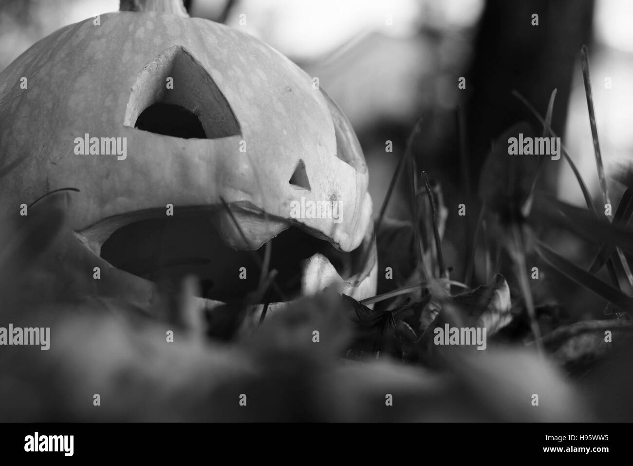 Halloween citrouille sculptée sur la pelouse Banque D'Images
