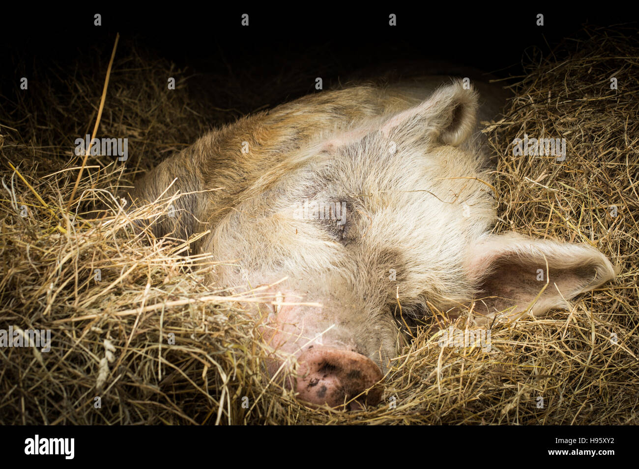 Cochon est de dormir sur le sol dans un sanctuaire pour les animaux libérés Banque D'Images