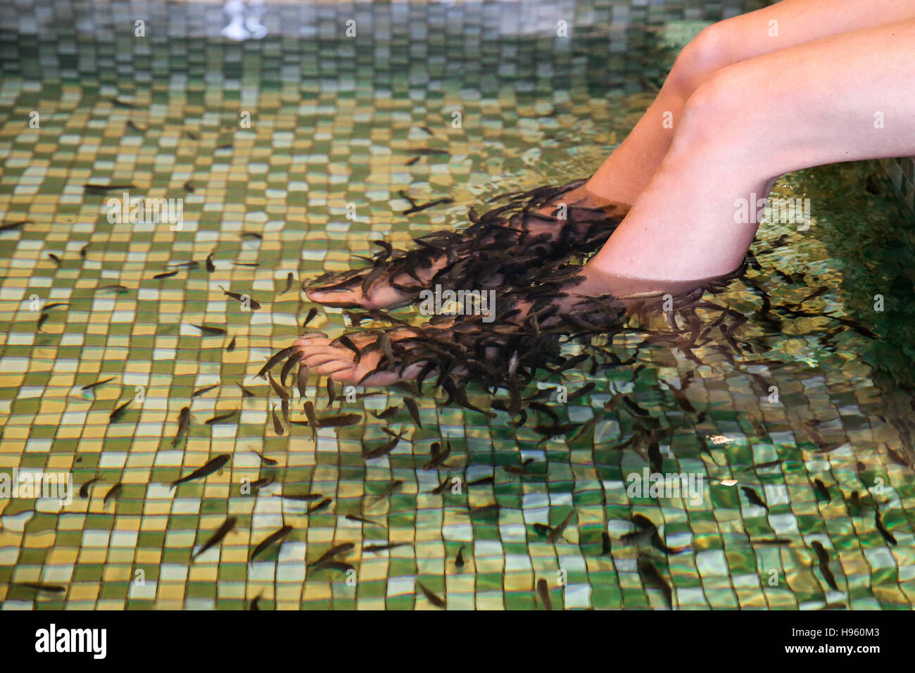 Garra Rufa, appelé aussi médecin de manger du poisson sur la peau des jambes Banque D'Images