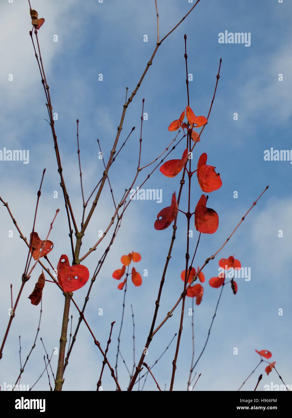 Arbre aux feuilles rouges en forme de coeur Banque de photographies et — free download