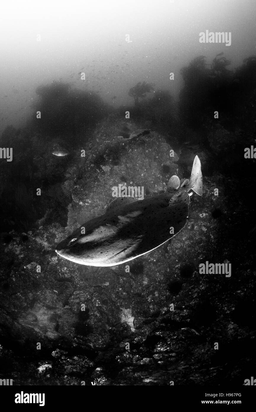 Pacific raie torpille ou californica. Photographié au sous-marin au large de l'île Catalina Banque de Farnsworth d'îles de la Manche, CA Banque D'Images