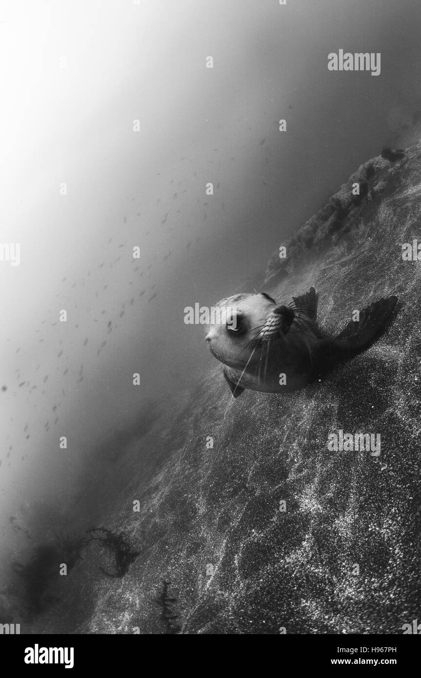 Lion de mer de Californie ou Zalophus californianus. Photographié au sous-marin de l'île de Santa Barbara Channel Islands, CA. Banque D'Images