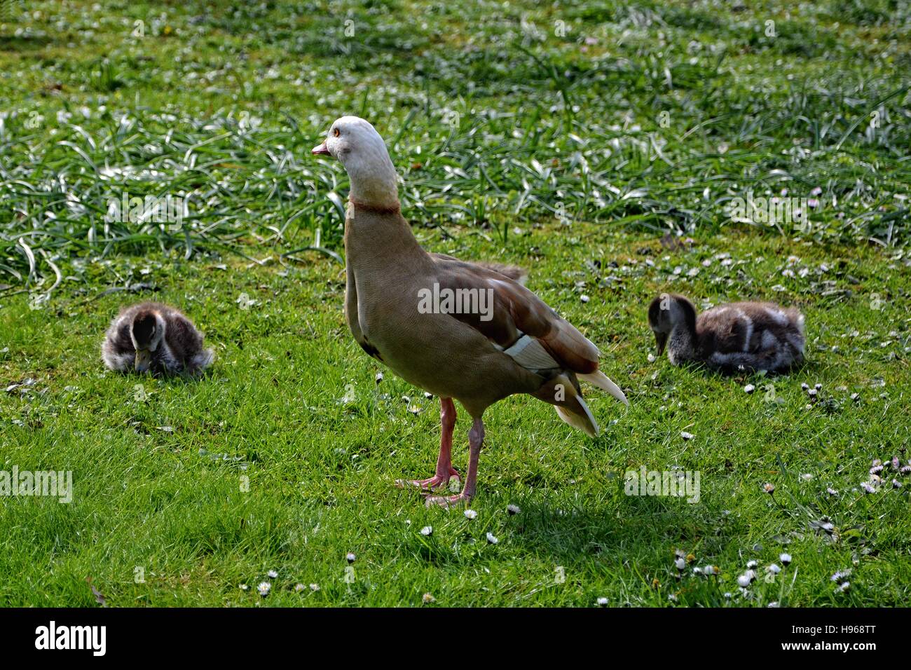 Oie Sauvage Banque D Image Et Photos Alamy Oie Sauvage Banque D Image Et Photos Alamy