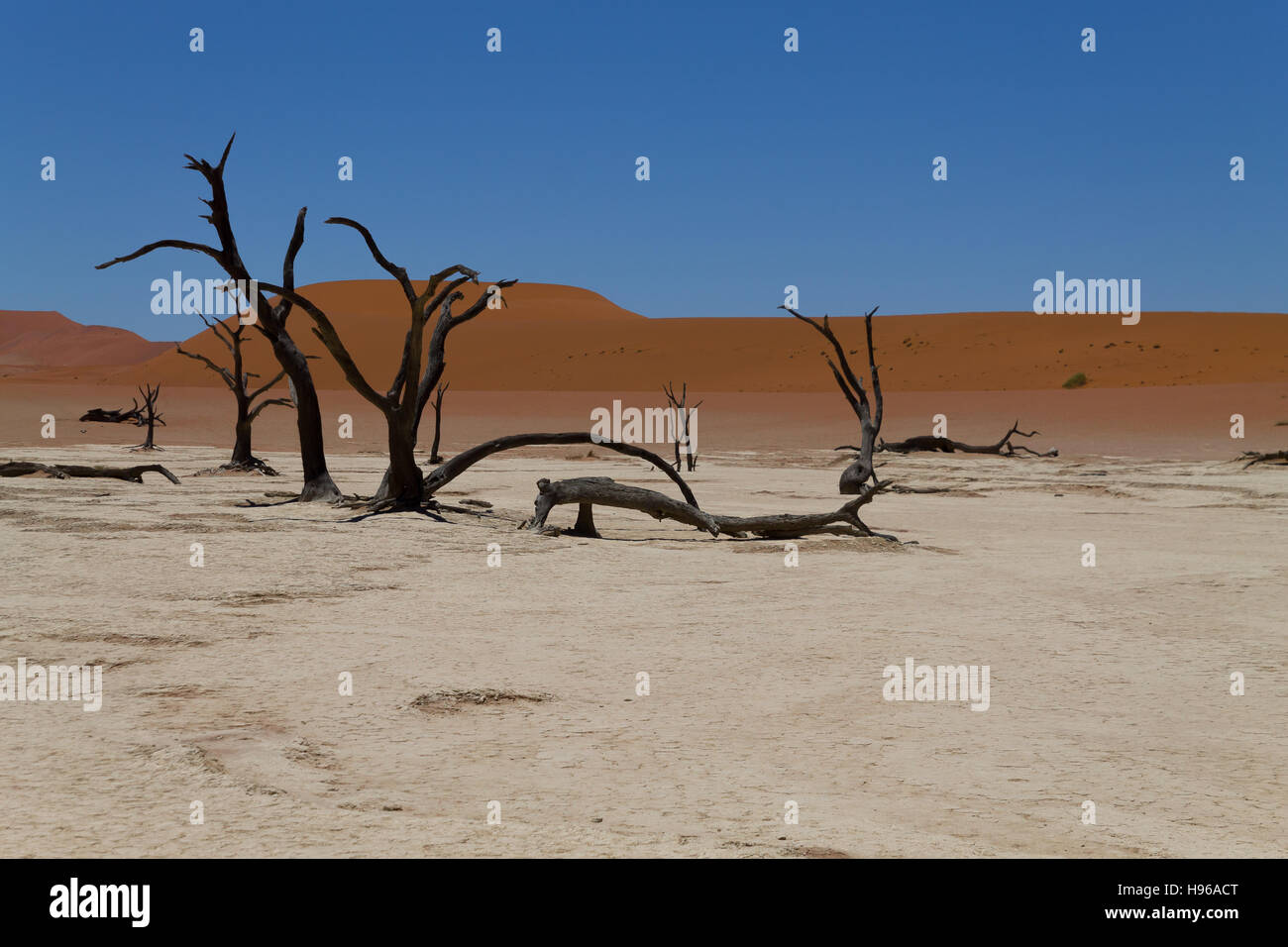 Une vue de Dead Vlei Sossusvlei, Namibie Banque D'Images
