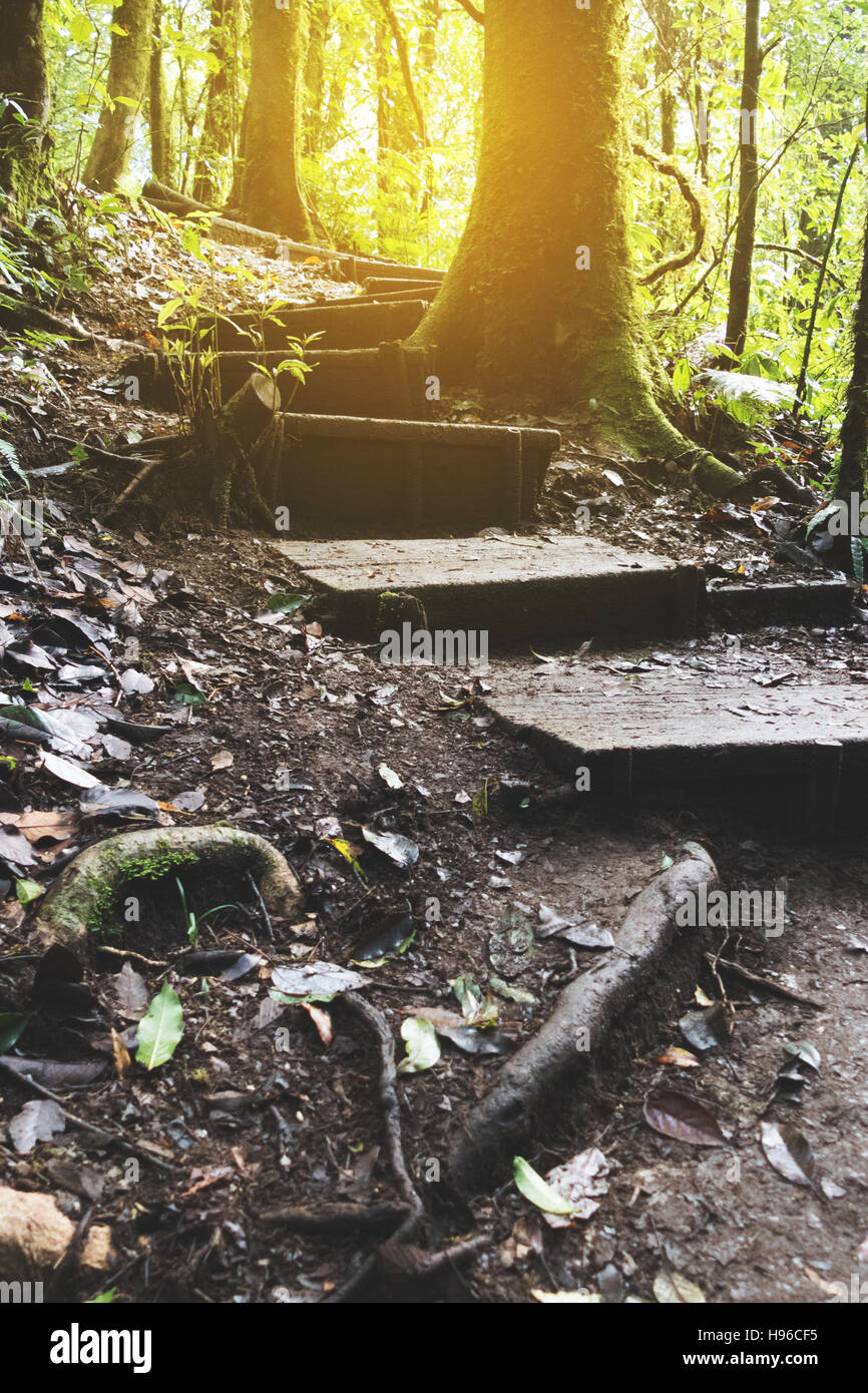 Sentier de randonnée qui traverse le paysage de jungle profonde de la forêt tropicale. Arrière-plan de voyage au parc de Doi Inthanon, Thaïlande Banque D'Images