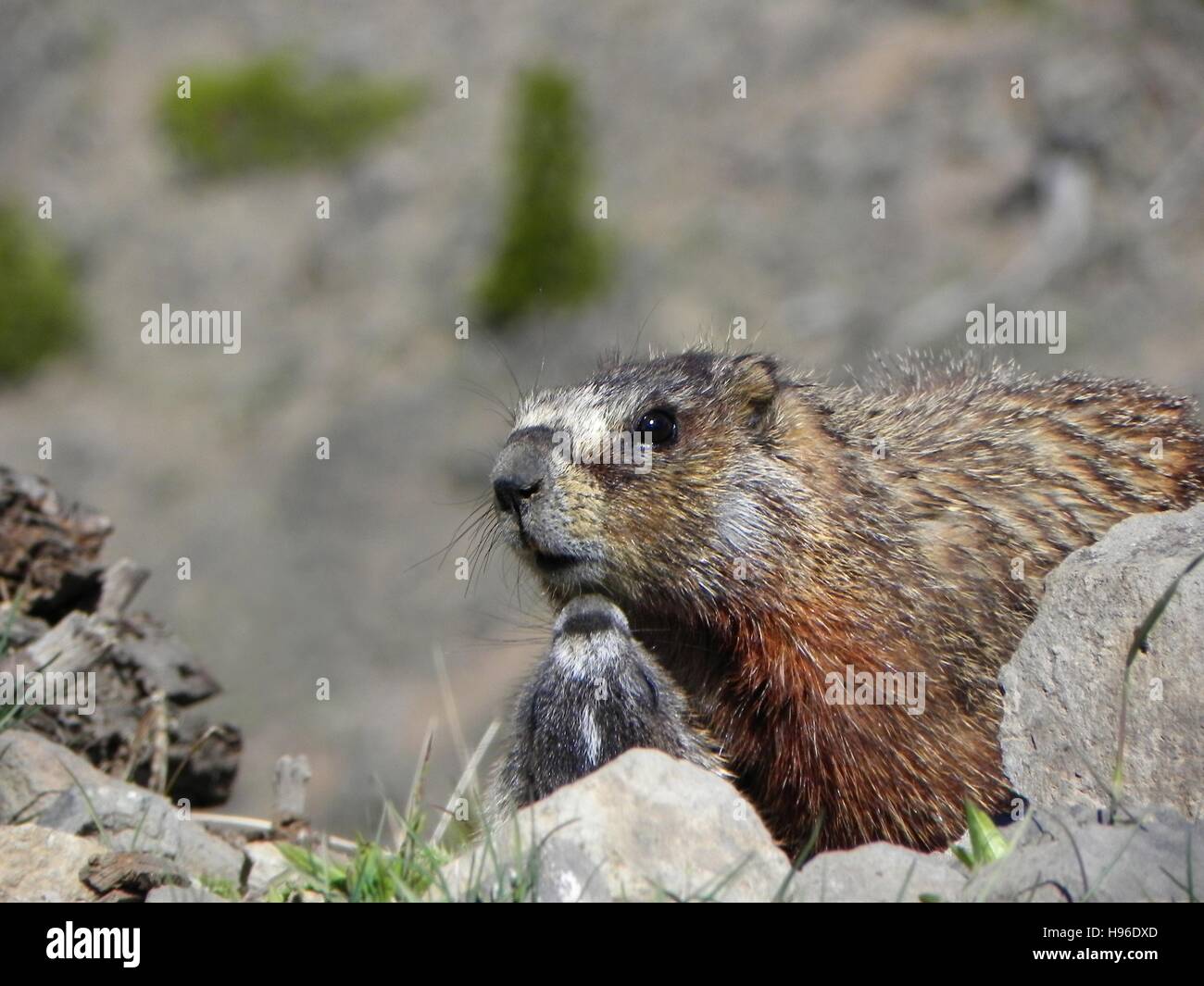 Une marmotte avec ses jeunes adultes au Mont Washburn, dans le Parc National de Yellowstone 1 juillet 2014 dans le Wyoming. Banque D'Images