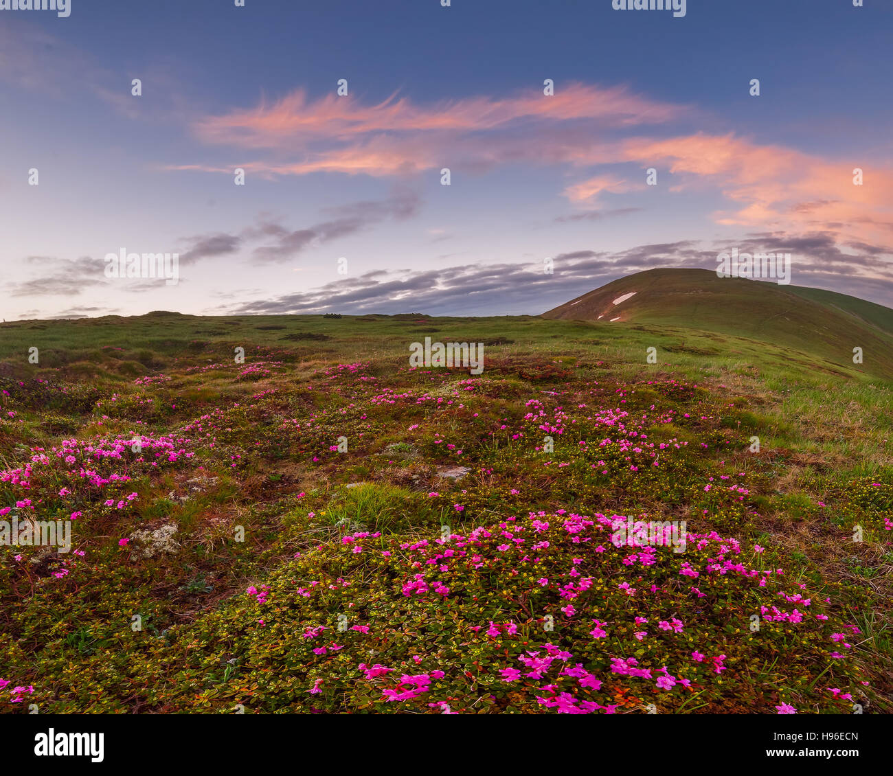 Un paysage extraordinaire avec des fleurs en montagne et ciel majestueux Banque D'Images
