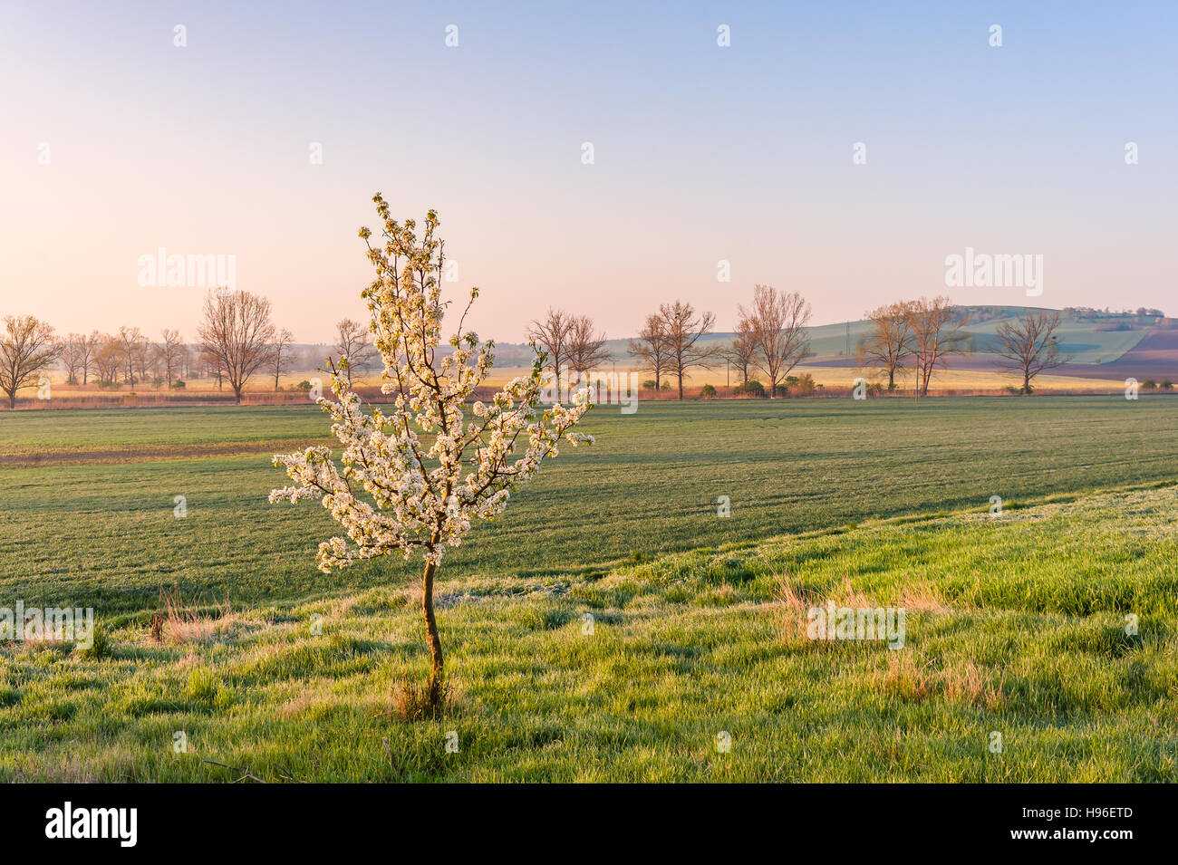 Paysage de printemps avec les petites exploitations agricoles, d'arbres en fleurs papier peint Banque D'Images