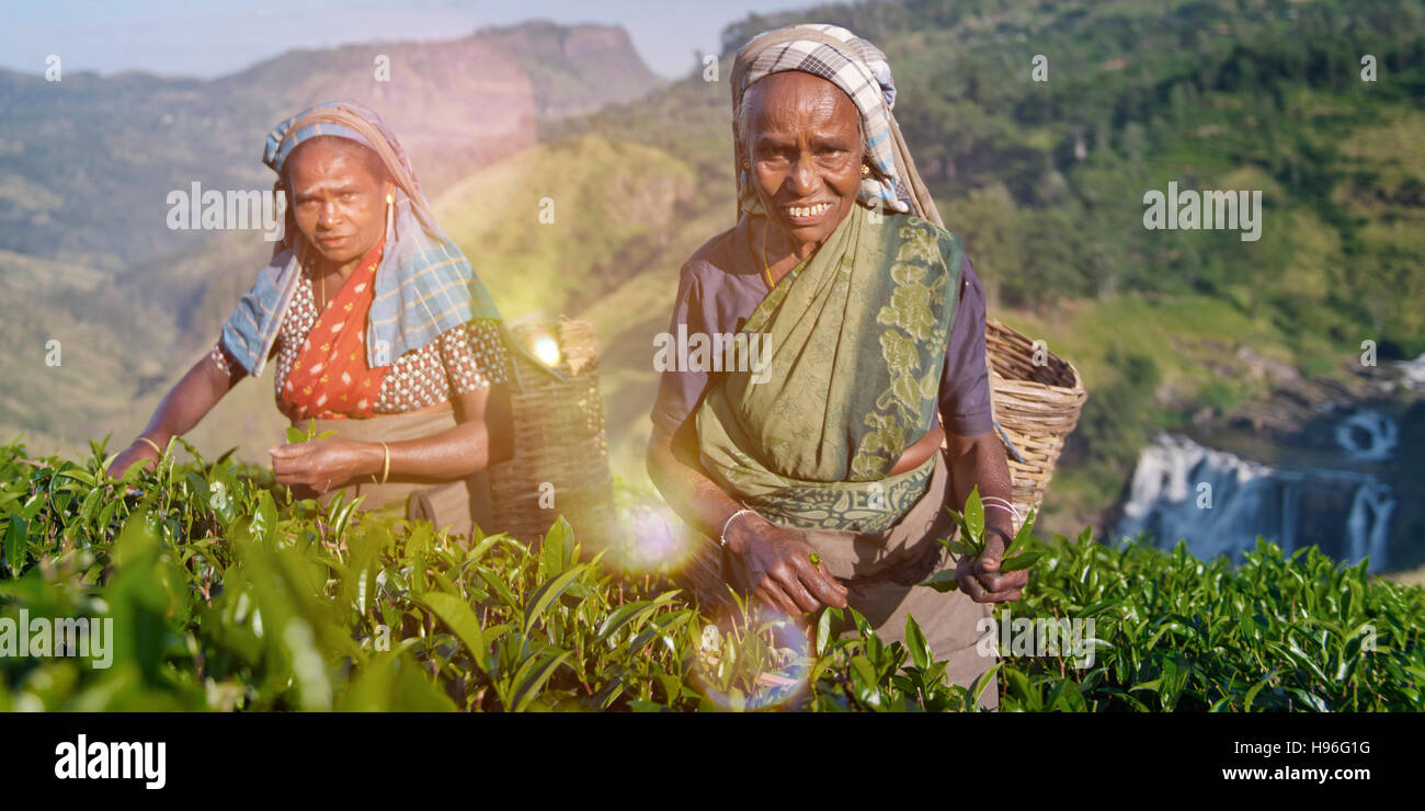 Les cueilleurs de thé deux sourire alors qu'ils ont choisi les feuilles Concept Banque D'Images