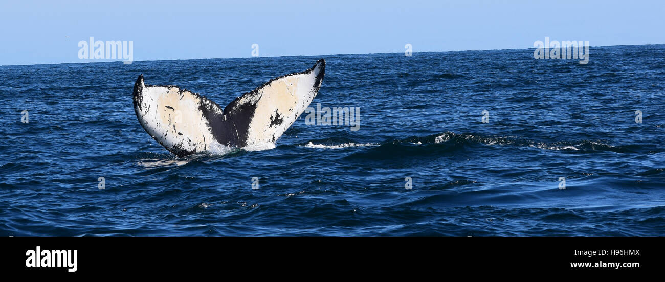 La baleine à bosse connu comme Quichotte effectue un fluke queue avant de plonger. Banque D'Images