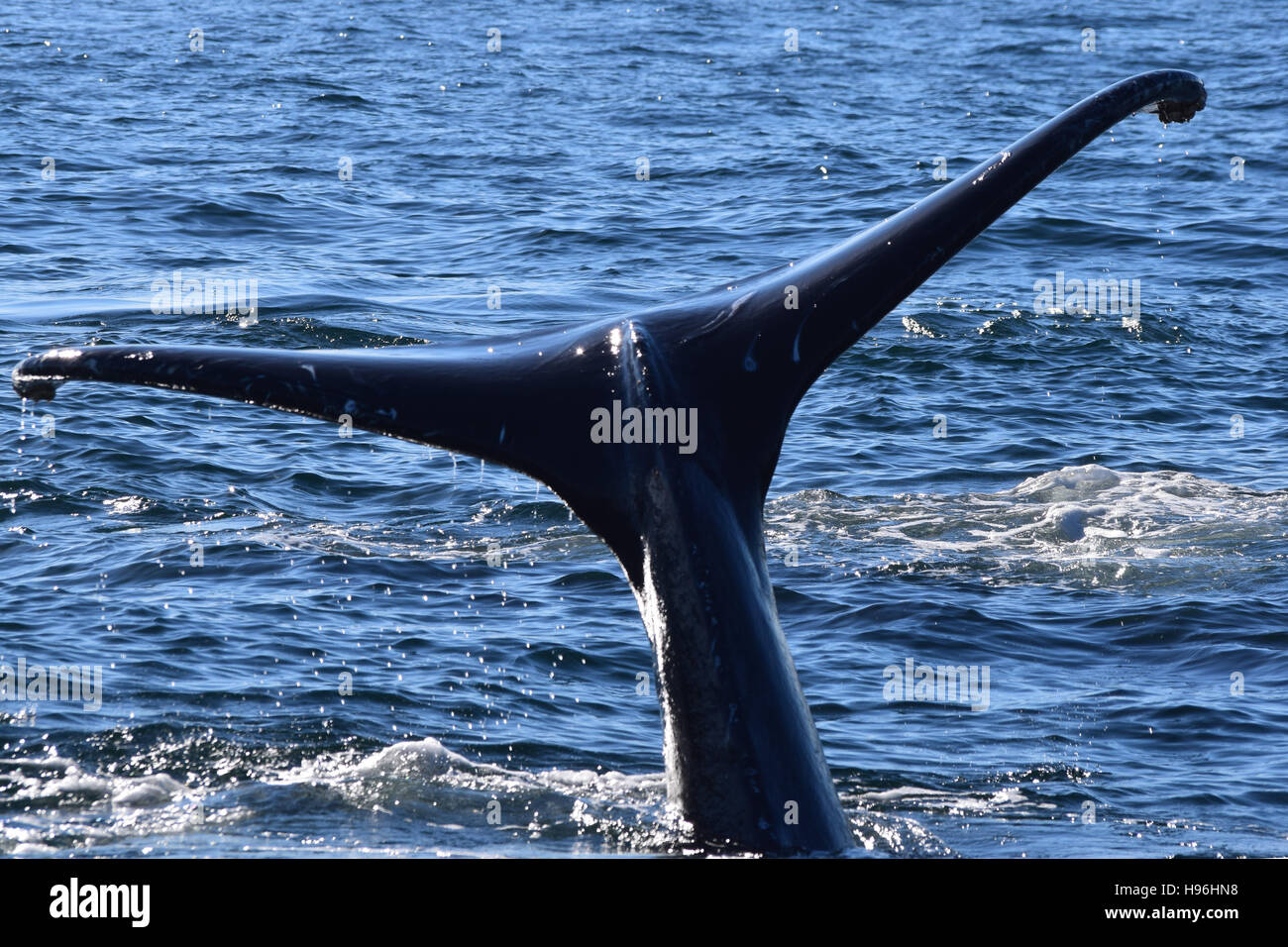 Une baleine à bosse donne un fluke queue avant de plonger. Banque D'Images