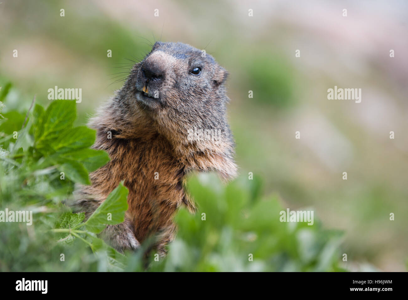 Chef de marmot dans l'herbe, alpes Suisse Banque D'Images