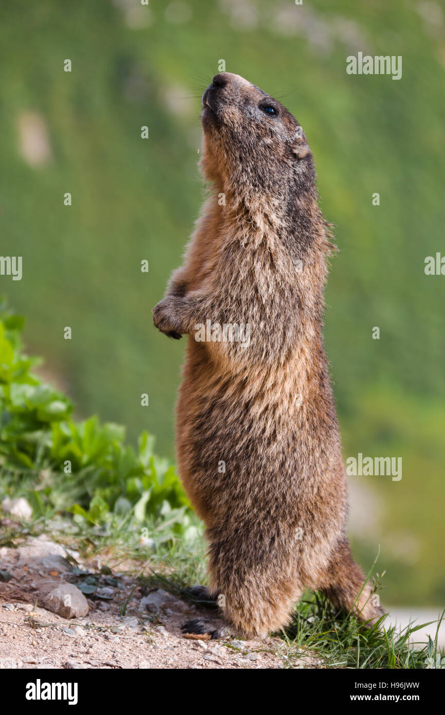 Marmotte des Alpes en Suisse permanent Banque D'Images