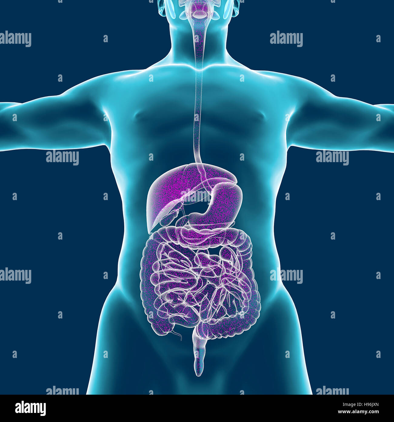 Corps humain, système musculaire, la personne, le système digestif, de l'anatomie. Le rendu 3D Banque D'Images