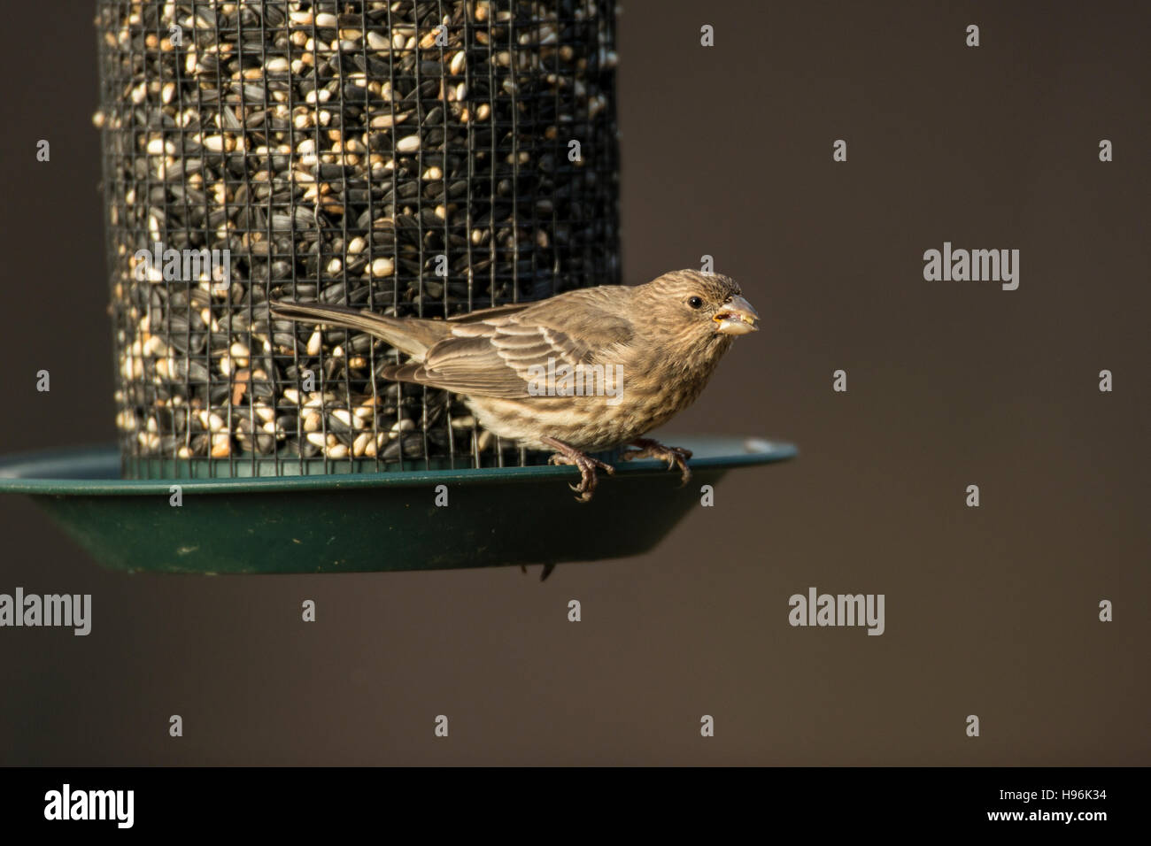 Roselins femelle graines perché sur le convoyeur. Banque D'Images