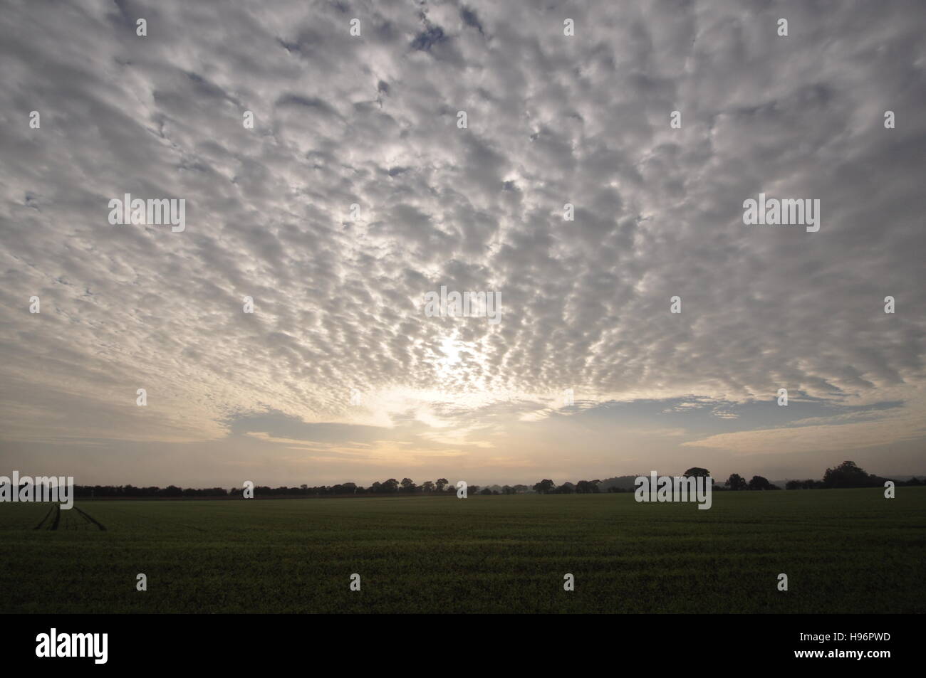 Ciel du matin pommelé est de Bacton Woods au nord-est de Norfolk, Royaume-Uni, à au sud-est de l'OS 325310 grille Banque D'Images