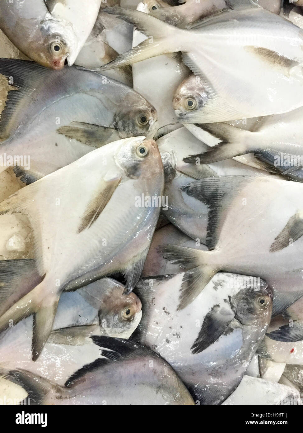 Close Up De Poissons Frais Pomfret Ou Local Appele Poisson Bawal Exposees Au Marche Aux Poissons Photo Stock Alamy