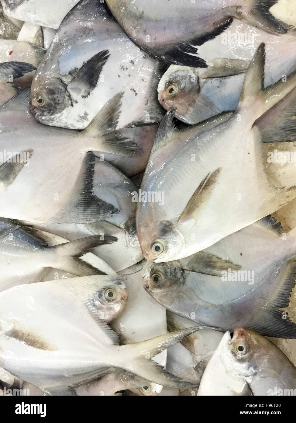 Close Up De Poissons Frais Pomfret Ou Local Appele Poisson Bawal Exposees Au Marche Aux Poissons Photo Stock Alamy