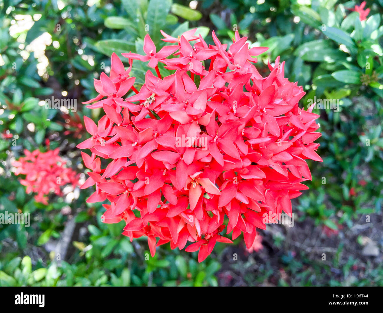 Ixora rouge avec tissu de fond vert Banque D'Images