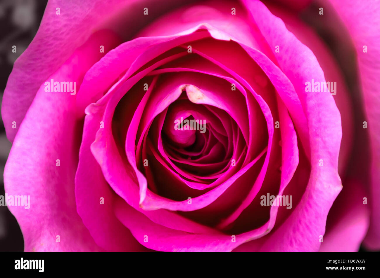 Close-up centre de rose rose pétales en couches montrant. Modèle unique de rose. Banque D'Images