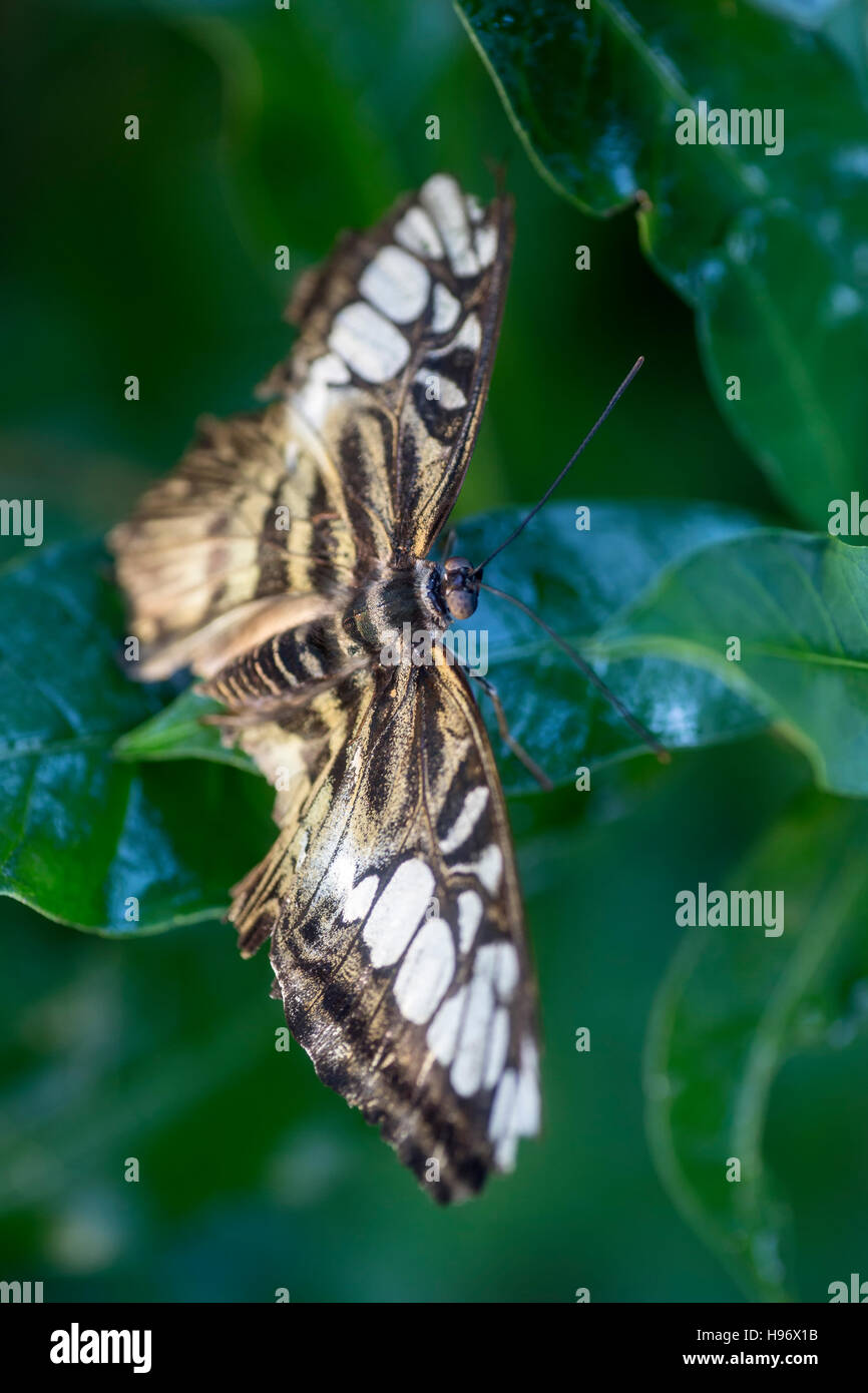 Clipper (Parthenos sylvia) butterfly, Butterfly Pavilion, Westminster (région de Denver, Colorado USA) Banque D'Images