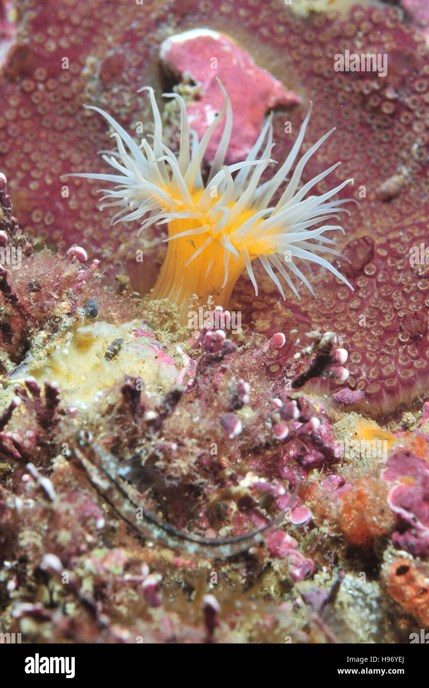 Anémone à rayures blanc ouvert Banque D'Images