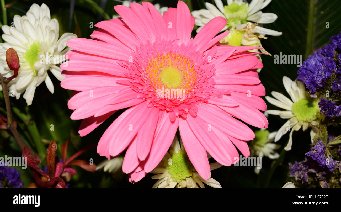 Fleur dahlia Kerala Inde Banque D'Images