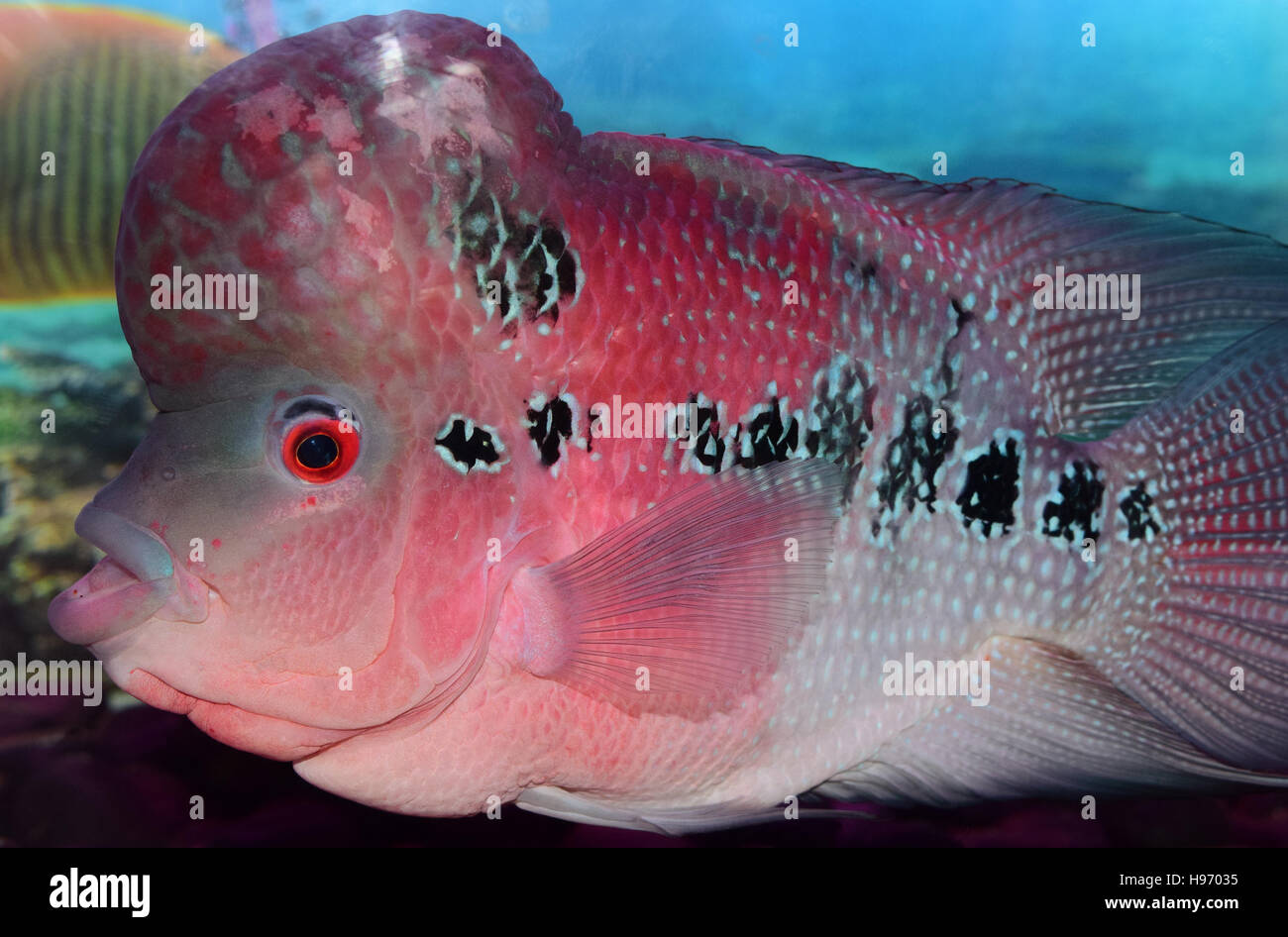 Vue latérale des poissons d'aquarium de poissons cichlidés Flowerhorn hybrides ornementaux Banque D'Images