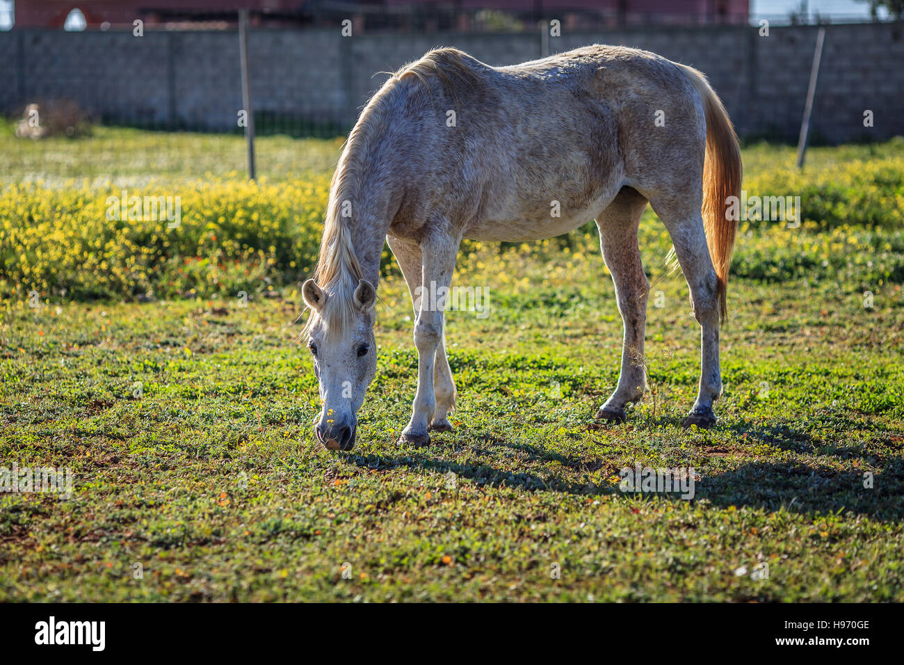 La pleine échelle photo de cheval blanc mange de l'herbe Banque D'Images
