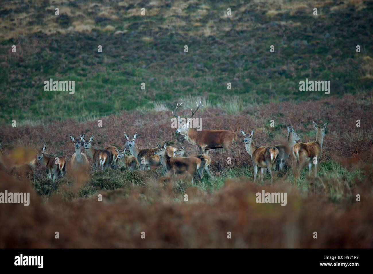 Red Deer Stag et Hinds sur Exmoor en Angleterre,UK Banque D'Images