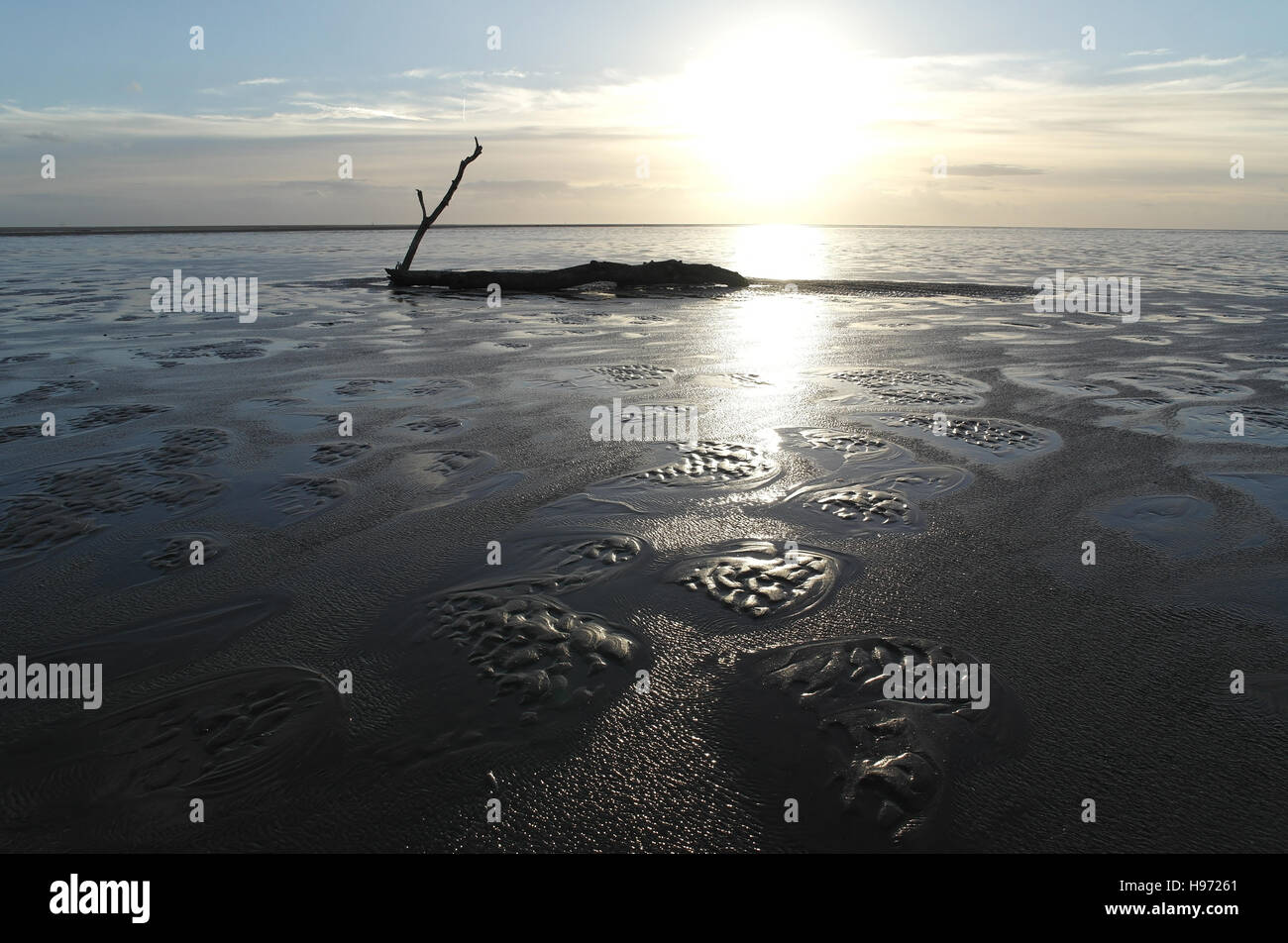 Soleil blanc ciel bleu nuages gris derrière tronc d'arbre avec de grands leaning branch, plage de sable humide étendue, Fairhaven, Lytham, UK Banque D'Images