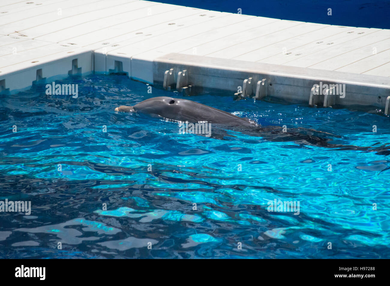 Un grand dauphin (Tursiops) Natation au Gulfarium Marine Adventure Park. Banque D'Images