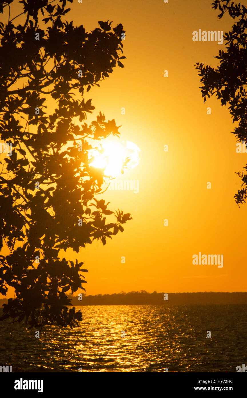 Une orange sunset silhouetting tree sur l'océan. Banque D'Images