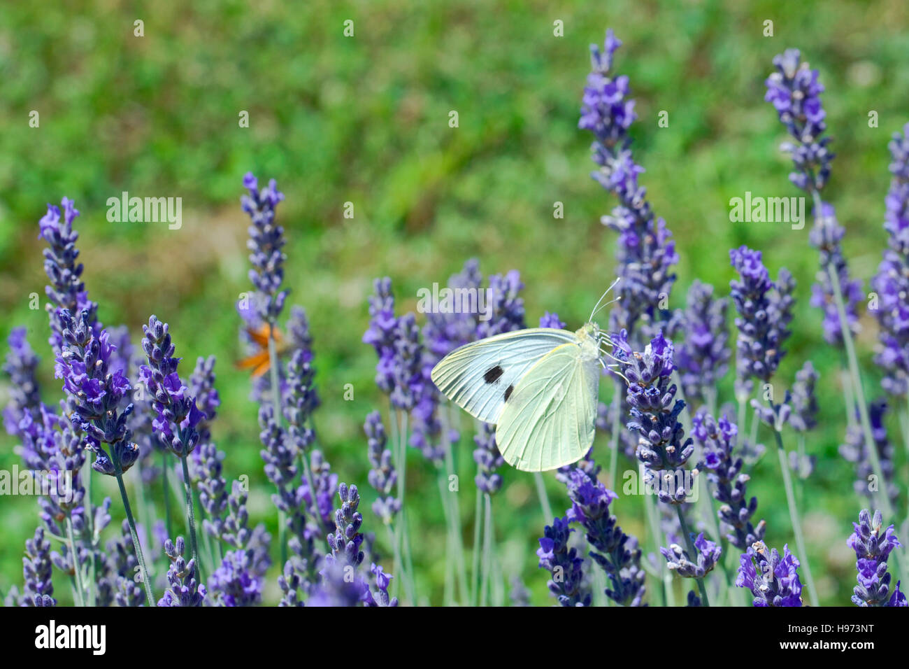 Fleur de Lavande papillon par Polination Banque D'Images