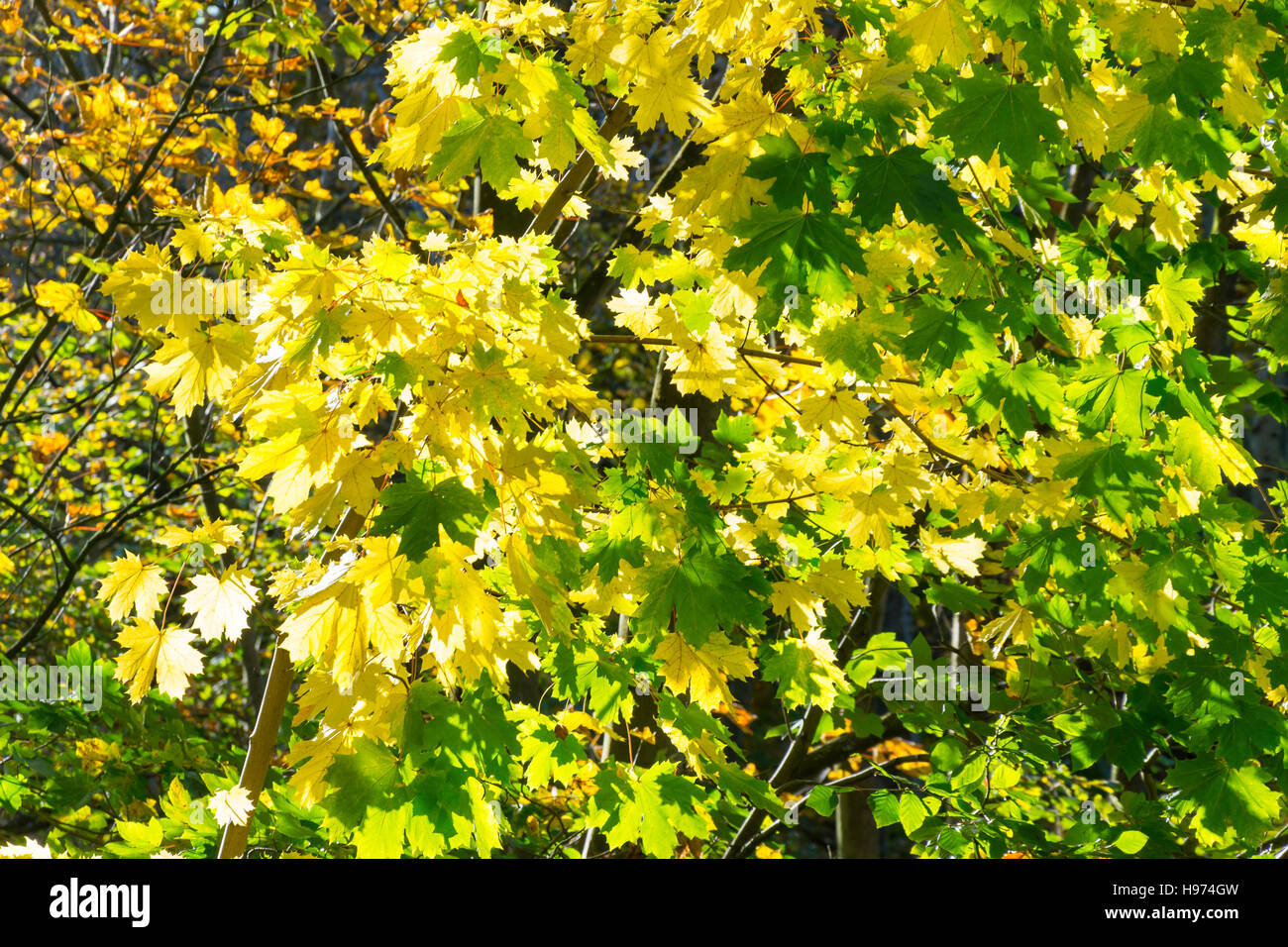 Les feuilles d'automne avec la lumière du soleil, Sunningdale, Berkshire, Angleterre, Royaume-Uni Banque D'Images