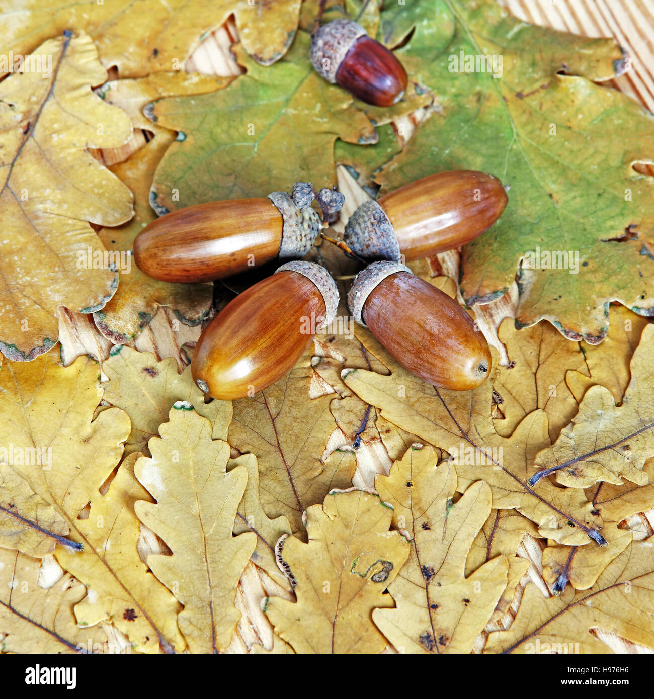 Glands sur l'automne les feuilles de chêne approprié comme fond nature. Banque D'Images