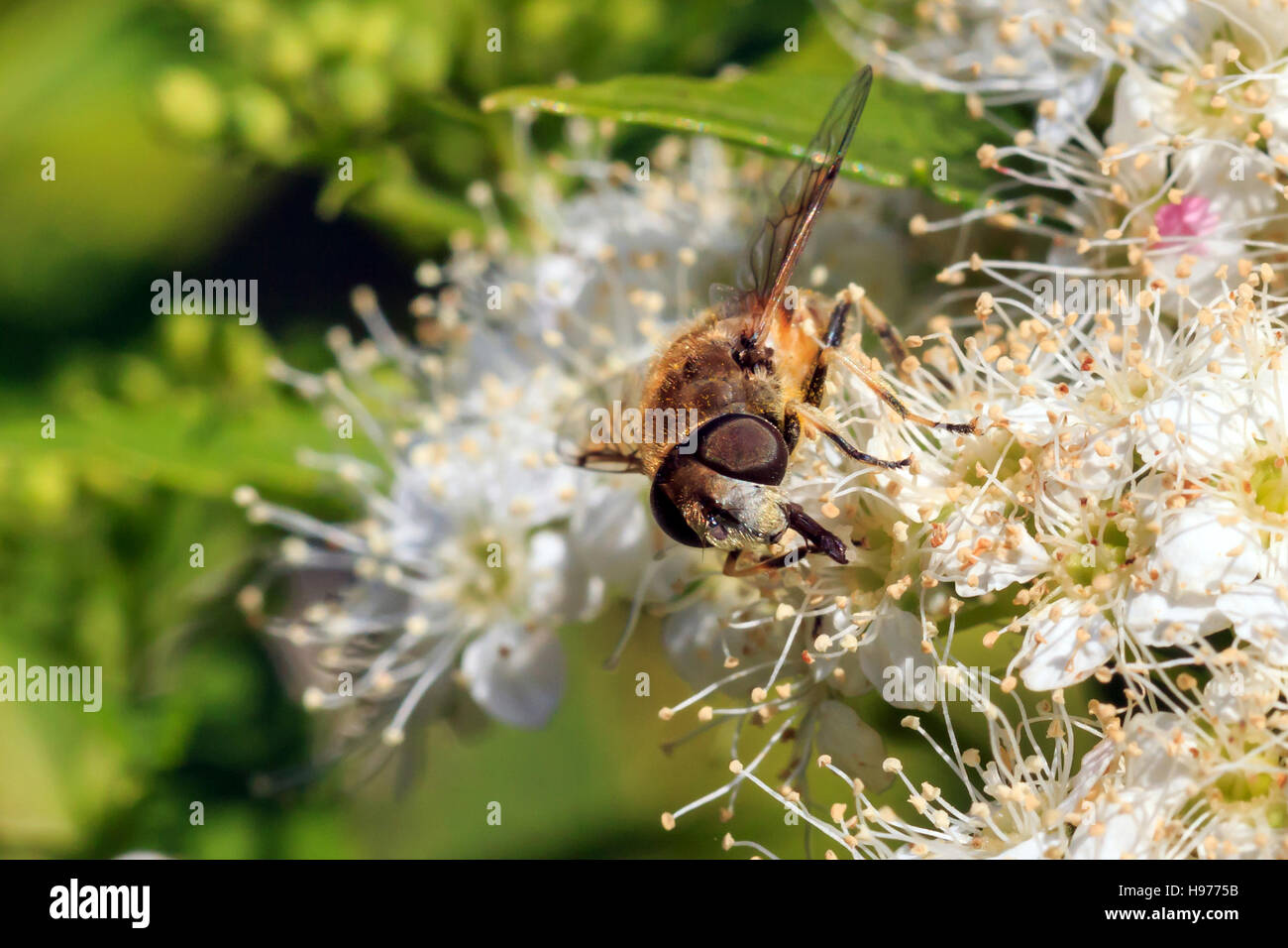 Sunlit Hover fly sur sur fleurs blanches au jardin anglais et Banque D'Images