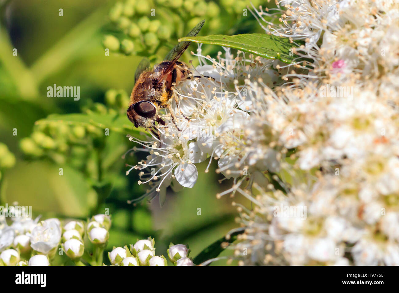 Sunlit Hover fly sur sur fleurs blanches au jardin anglais et Banque D'Images