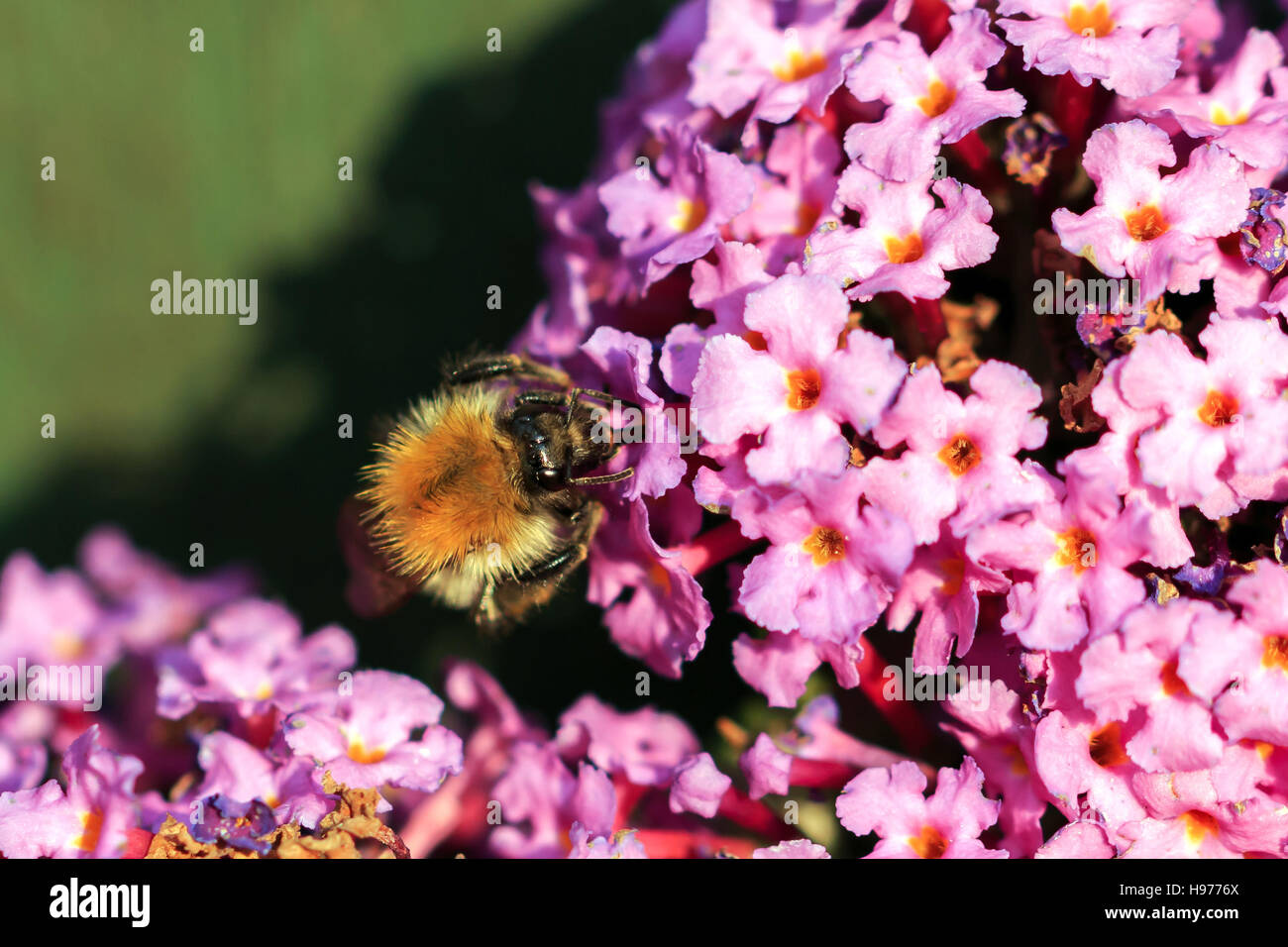 Sunlit Buff-tailed Bourdon sur Buddleia rose fleurs Banque D'Images